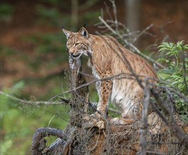 Eurasian lynx (Lynx lynx) sitting on a tree root and looking attentively, captive, Germany, Europe