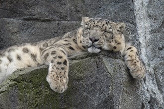 Snow leopard (Panthera uncia) lying on a rock, occurring in the Central Asian high mountains,