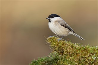 Willow Tit (Parus montanus) sitting on a tree root covered with moss, Wilnsdorf, North