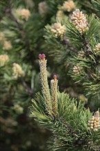 Conifer, Scots pine (Pinus sylvestris), female flowers, North Rhine-Westphalia, Germany, Europe