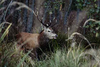 Red deer (Cervus elaphus) comes out of the forest. subcarpathian. Poland
