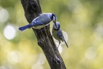 Blue tits (Parus caerulea), partner feeding, Emsland, Lower Saxony, Germany, Europe