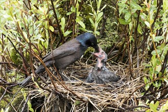 Common grackle (Quiscalus quiscula) feeding the babies in the nest, La Mauricie national park,
