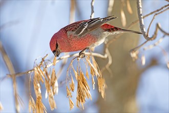Pine grosbeak (pinicola enucleator), male perched on a Manitoba maple (acer negundo) and eating the