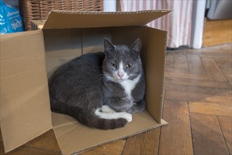 Cat sitting in a cardboard box, Mecklenburg-Vorpommern, Germany, Europe