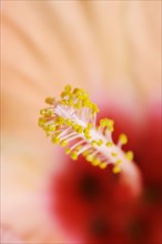 Chinese hibiscus (Hibiscus rosa-sinensis), detail of flowering ornamental plant, North