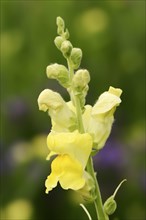 Large snapdragon or garden common snapdragon (Antirrhinum majus), flowers, ornamental plant, North