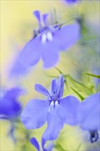 Male lobelia or blue lobelia (Lobelia erinus), flowers, ornamental plant, North Rhine-Westphalia,