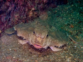 Rolex Reef bat (Ogcocephalus parvus), sea bat, Rolex Reef dive site, Destin, Panhandle, Gulf of