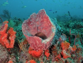 Giant barrel sponge (Xestospongia muta), dive site Paul's Reef, reef, Riviera Beach, Florida, USA,