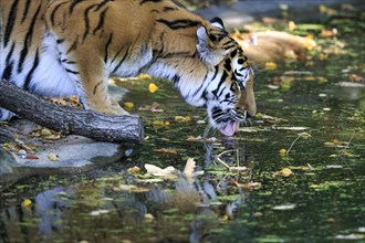 An adult tiger drinking water from a pond with autumn leaves, Siberian tiger, Amur tiger, (Phantera