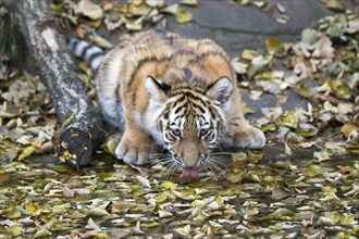Tiger young lying on a pile of leaves and licking its snout, Siberian tiger, Amur tiger, (Phantera