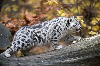An attentive snow leopard on a tree trunk, immersed in the colours of autumn, snow leopard, (Uncia