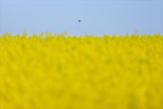 A Common Kestrel flies some distance away at the edge of a rape field near Frankfurt am Main in