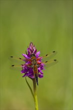 Four spotted chaser dragonfly (Libellula quadrimaculata) adult resting on a Marsh orchid in the