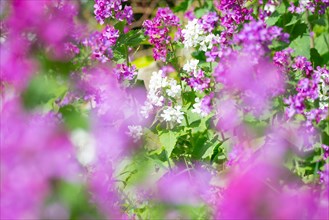 A colourful flower bed with purple, pink and white flower-bed, annual honesty (Lunaria annua) or