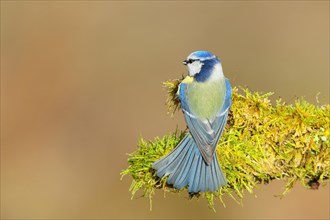 Blue tit (Parus caeruleus), sitting on moss-covered dead wood, back view, Wilnsdorf, North
