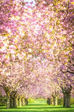 Cherry tree avenue with cherry blossoms in the main cemetery Altona, Hamburg, Germany, Europe