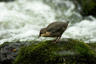 White-throated Dipper (Cinclus cinclus) young bird foraging in moss-covered rock in rushing water,