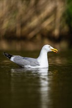 European Herring Gull, Larus argentatus on lake