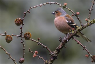 Common chaffinch (Fringilla coelebs) on a larch branch, Emsland, Lower Saxony, Germany, Europe