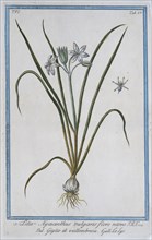 Lilio Hyacinthus vulgaris, hand-coloured botanical engraving from Hortus Romanus by Giorgio