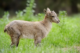 Alpine ibex or alpine ibex (Capra ibex), fawn, Austria, Europe