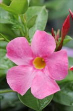 Mandevilla (Dipladenia sanderi, Mandevilla sanderi), flower, ornamental plant, North