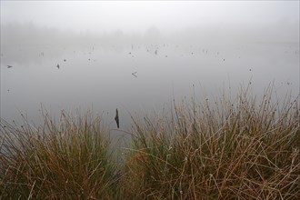 Moor lake in the morning mist, Venner Moor, Muensterland, North Rhine-Westphalia, Germany, Europe