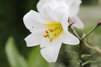King lily (Lilium regale, Lilium myriophyllum), flower, ornamental plant, North Rhine-Westphalia,