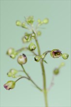 Figwort (Scrophularia nodosa), flowers, North Rhine-Westphalia, Germany, Europe