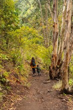 A mother with her son on a path in the Laurisilva forest of Los tilos de Moya, Gran Canaria
