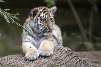 A small tiger lying relaxed on a tree trunk surrounded by green leaves, Siberian tiger, Amur tiger,