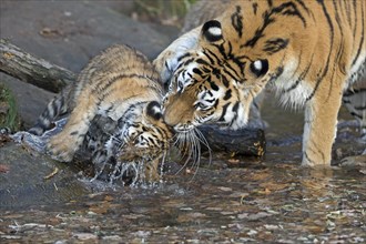 Two tigers meet at the water with playful interaction, Siberian tiger, Amur tiger, (Phantera tigris
