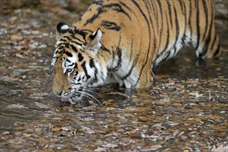 A single tiger carefully drinking from a waterhole, Siberian tiger, Amur tiger, (Phantera tigris