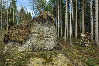 Tree uprooted by storm damage, Kemptner Wald, Allgaeu, Swabia, Bavaria, Germany, Europe