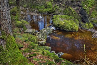Small stream and mossy stones, the Durach, Kemptner Wald, Allgaeu, Swabia, Bavaria, Germany, Europe