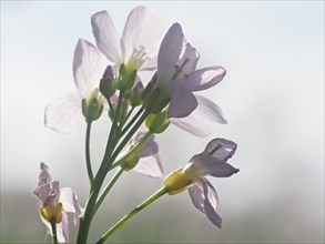 Cuckoo flower (Cardamine pratensis), Leoben, Styria, Austria, Europe