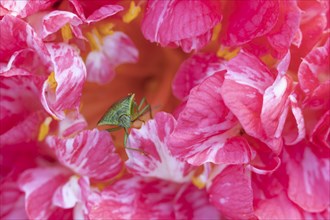 Hawthorn shieldbug (Acanthosoma haemorrhoidale) adult on a garden Camellia flower in spring,