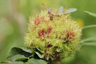 Common rose gall wasp (Diplolepis rosae, Cynips rosarum), rose gall, North Rhine-Westphalia,
