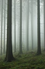 Spruce forest in the morning mist, Teutoburg Forest, North Rhine-Westphalia, Germany, Europe