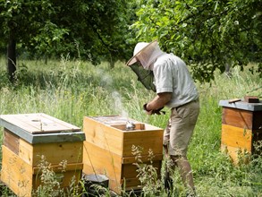 Beekeeper in protective clothing inspecting a beehive, North Rhine-Westphalia, Germany, Europe