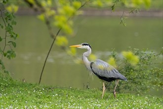 A grey heron (Ardea cinerea) walks along the riverbank, surrounded by green vegetation, Hesse,