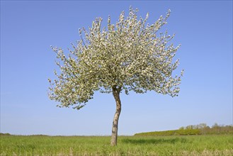 Solitary tree, apple tree (Malus domestica) in bloom, blue sky, North Rhine-Westphalia, Germany,