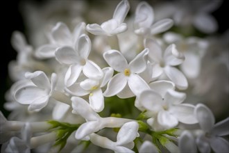 Common lilac (Syringa vulgaris), white flowers, Germany, Europe