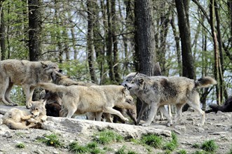 Mackenzie valley wolf (Canis lupus occidentalis), Captive, Germany, Europe, A pack of wolves