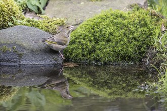 European greenfinch (Carduelis chloris) at the drinking trough, Emsland, Lower Saxony, Germany,