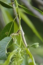 Mottled umber (Erannis defoliaria), caterpillar, spring, Germany, Europe