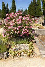 Grave of the Nobel Prize winner and philosopher Abert Camus, Lourmarin, Luberon, Vaucluse,