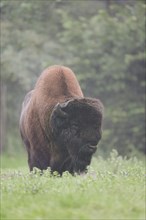 American bison (Bos bison, Bison bison), male, Yellowstone National Park, Wyoming, USA, North